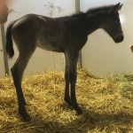 VENUS-Out of Gracious N Fabulous (owned by Seaside Farm LP)